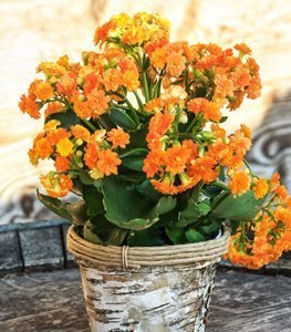 Kalanchoe