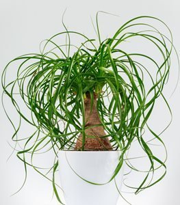 Ponytail Palm