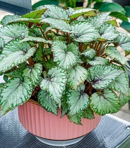 Rex Begonia